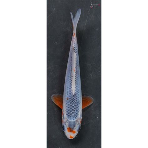 Asagi Koi Fish For Sale .